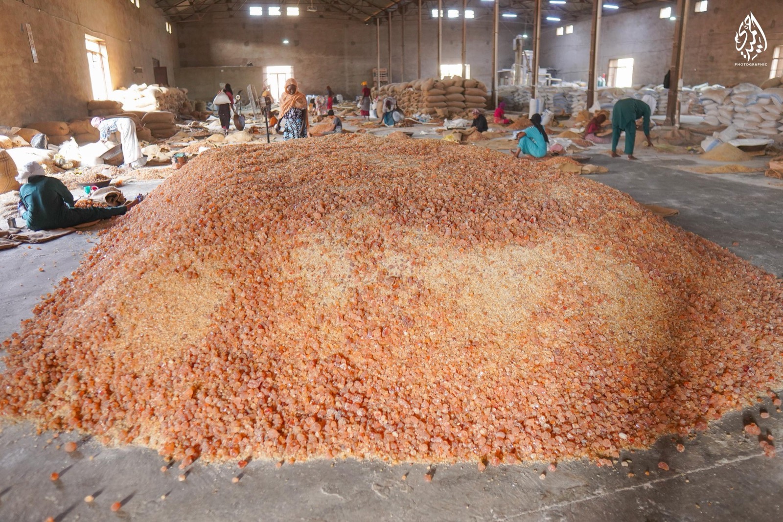 Harvested gum arabic