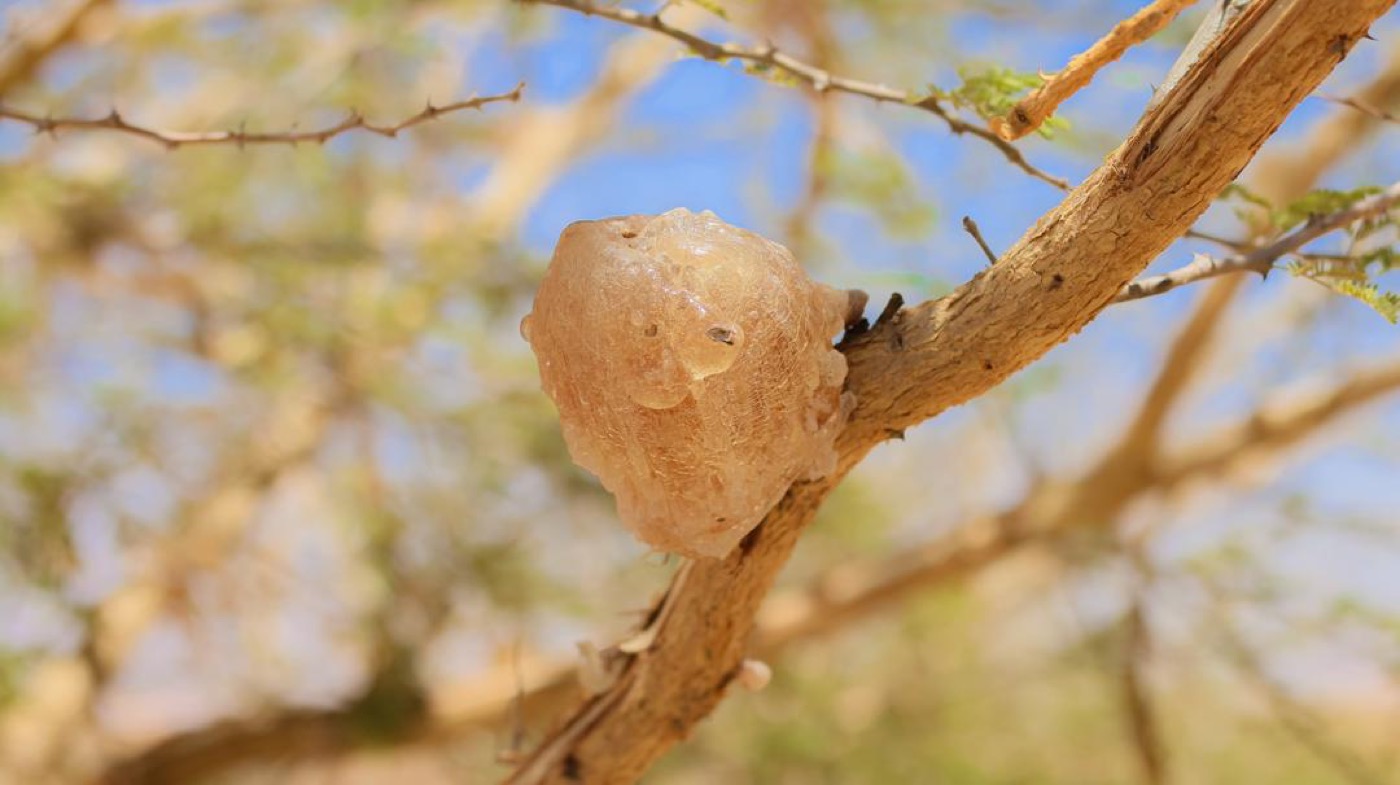 Gum arabic on an acacia tree in Sudan